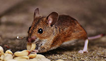 24 Hour & Emergency Exterminators in New Munich, MN